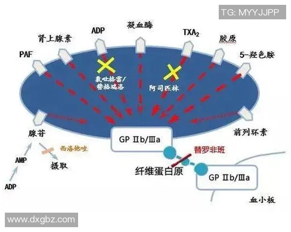 南京乒乓球队技术解析:从基础训练到竞技策略的全面探讨 南京乒乓球队技术解析:从基础训练到竞技策略的全面探讨